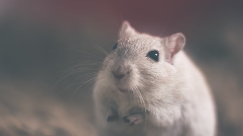 Krysy jsou mnohem chytřejší, než si myslíme